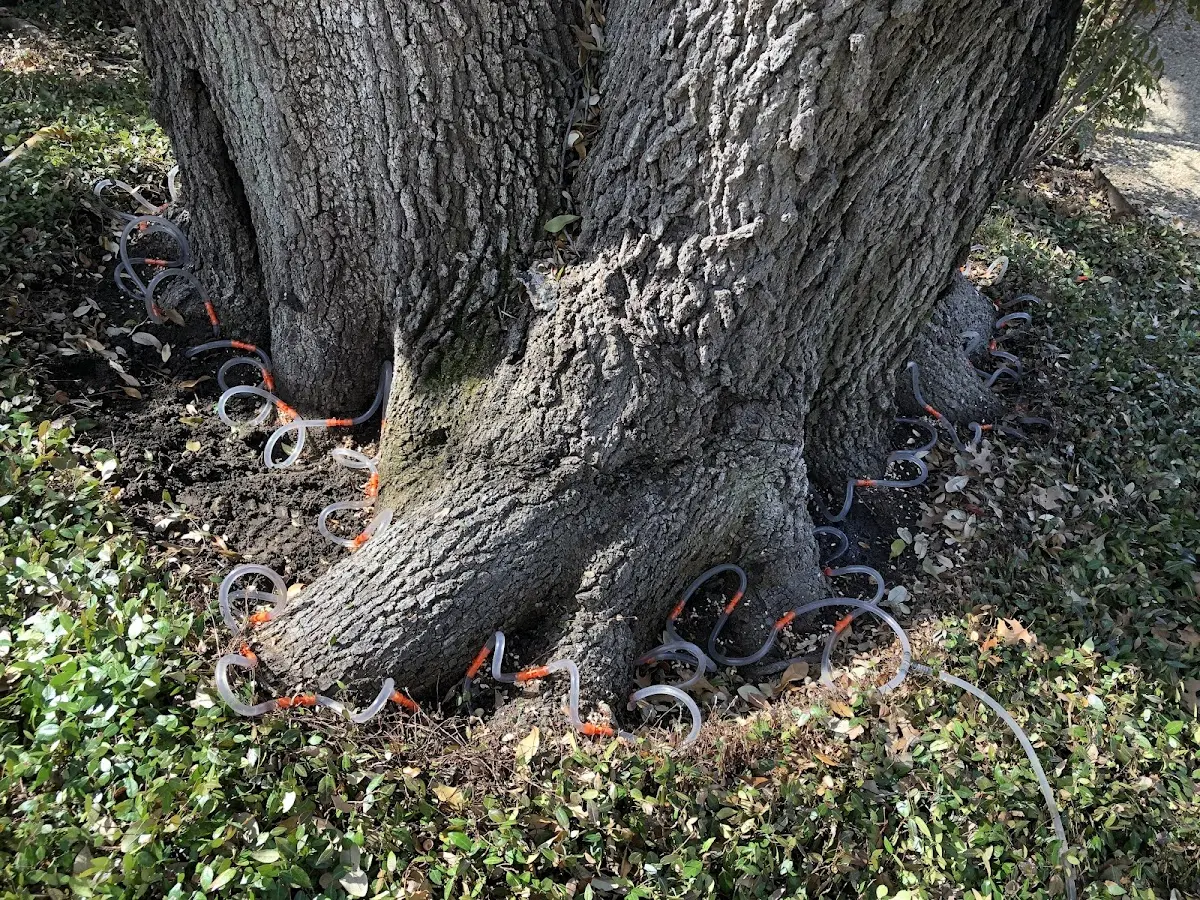 Detailed Tree Cabling and Bracing job site in Big Wells