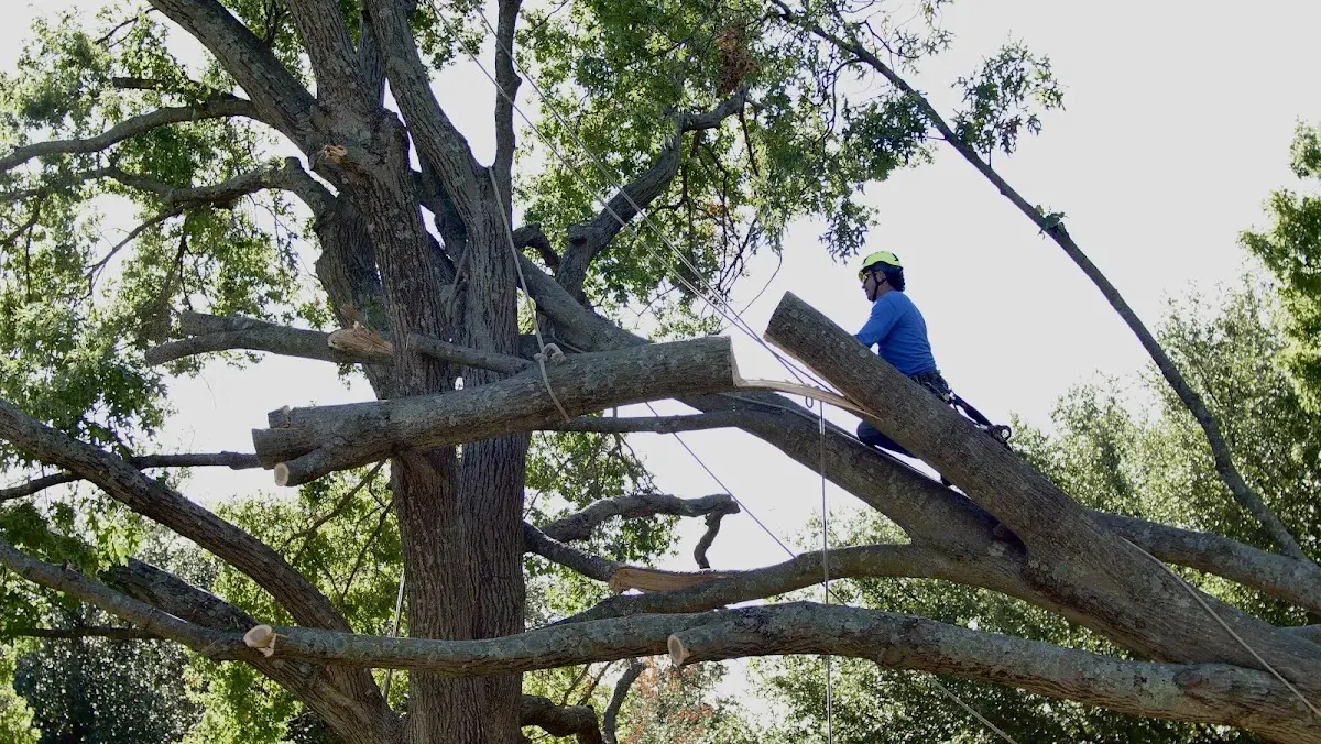 Professional Crown Thinning performed by certified arborists in Big Wells