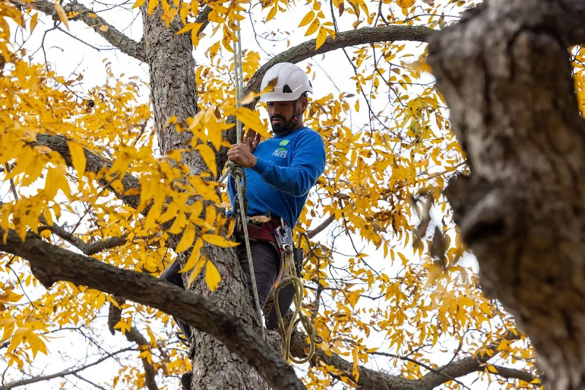 Skilled Tree Transplanting crew working in Big Wells